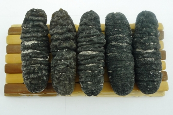 南澳洲靓禿參 22-24支/斤